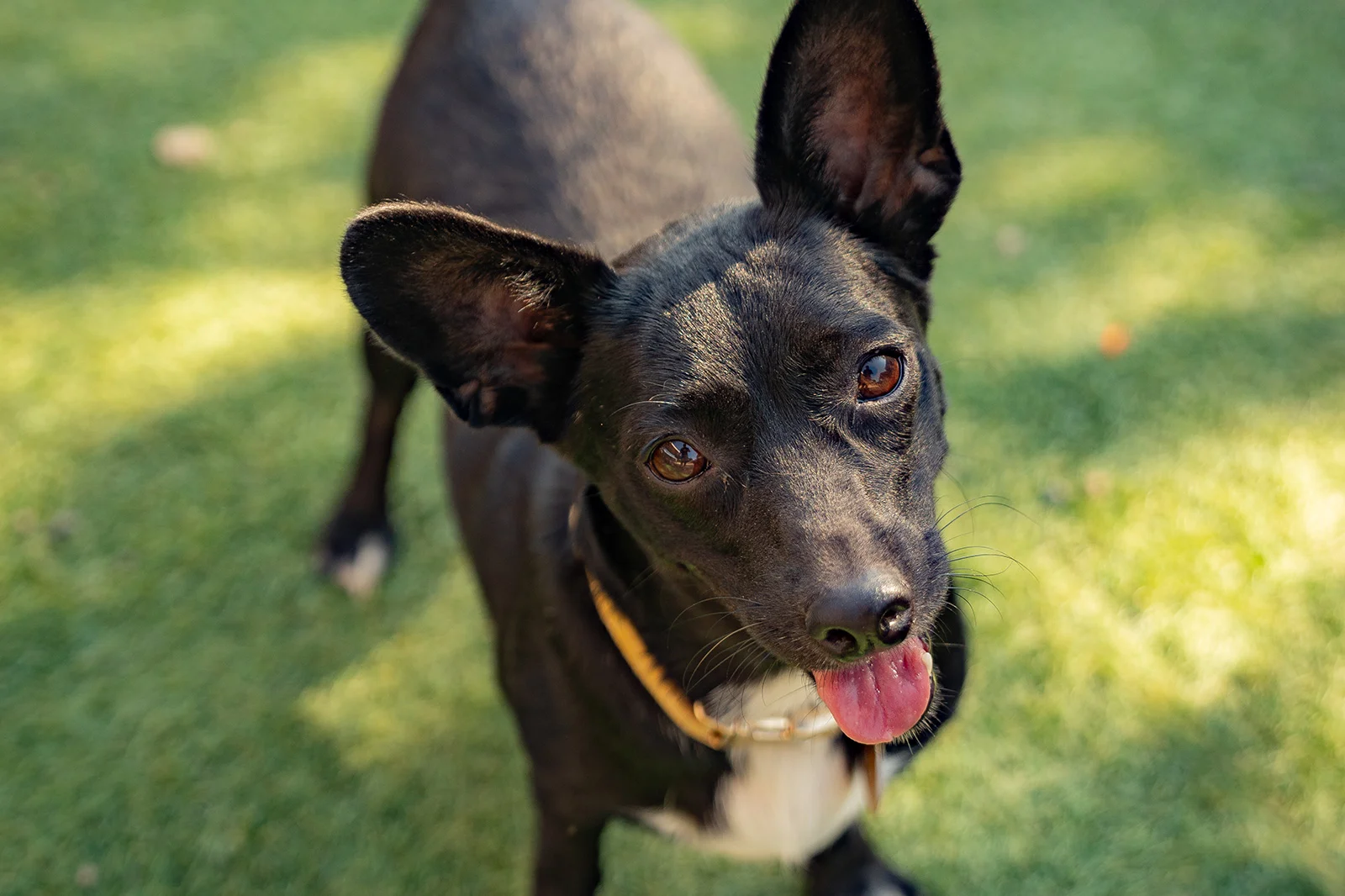 A Dog’s New Life Experience Emotions Resort & Suites