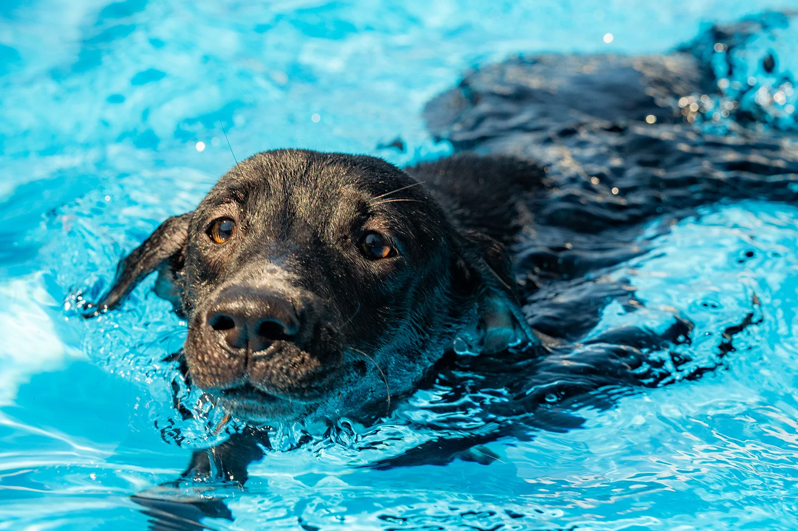 A Dog’s New Life Experience Emotions Resort & Suites