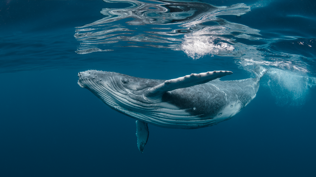 When Is Whale Watching Season in Puerto Vallarta & Riviera Nayarit?