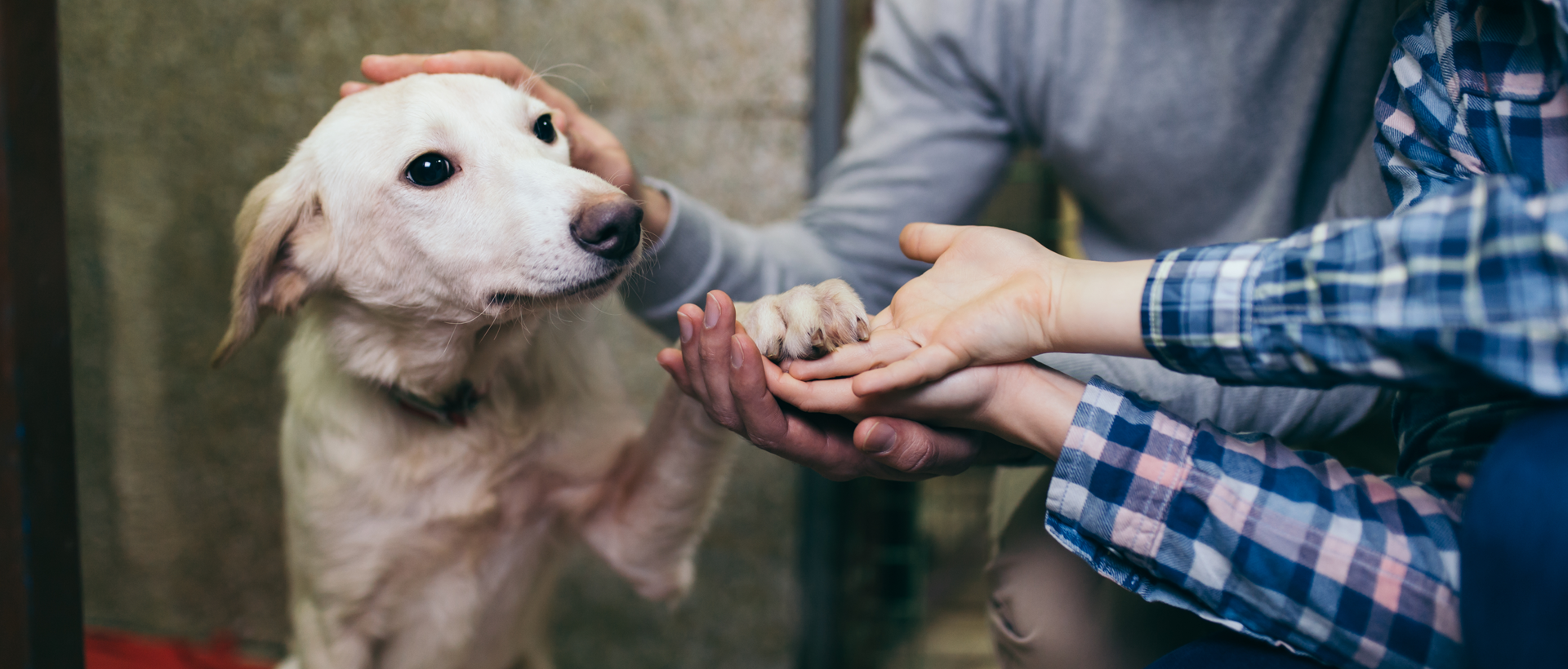A Dog’s New Life: How You Can Adopt During Your Puerto Vallarta & Riviera Nayarit Vacation