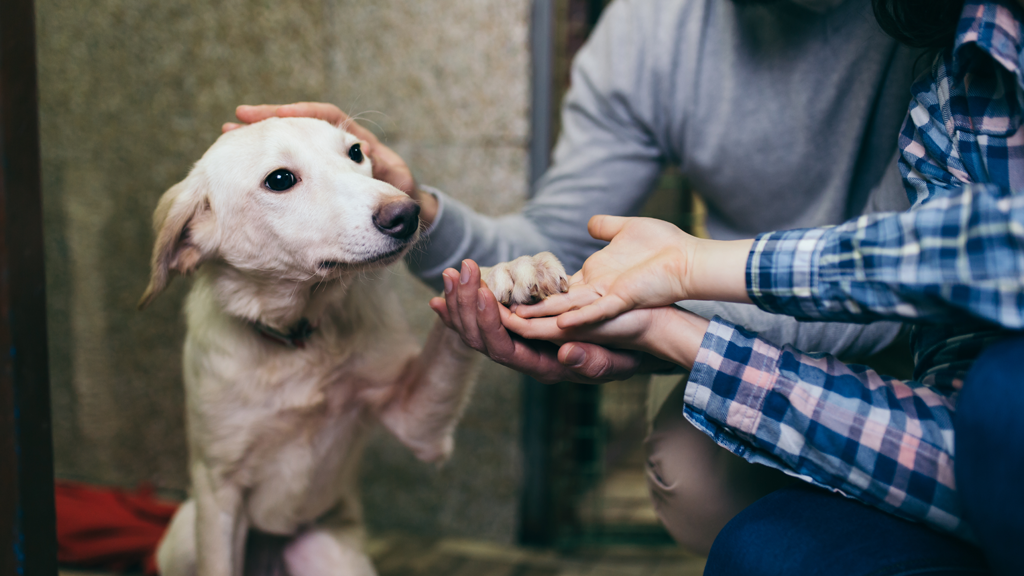 A Dog’s New Life: How You Can Adopt During Your Puerto Vallarta & Riviera Nayarit Vacation